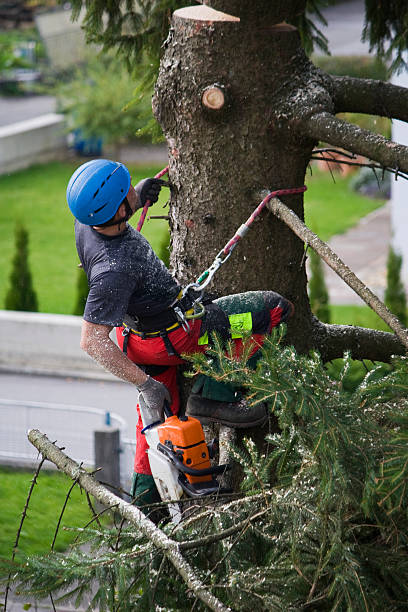 Professional Tree Services in Ebensburg, PA