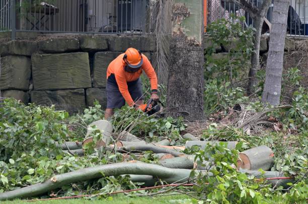 How Our Tree Care Process Works  in  Ebensburg, PA