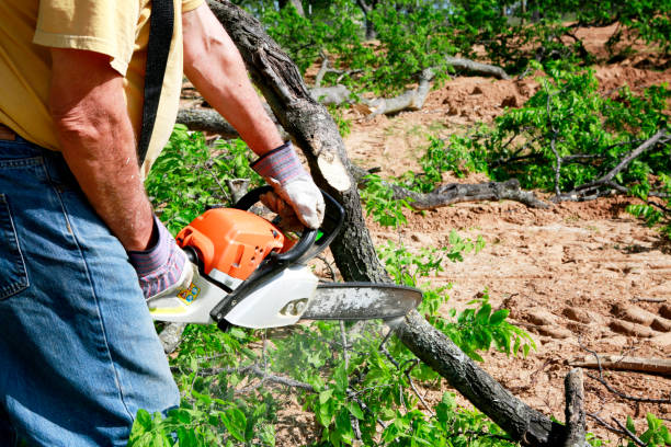 Tree and Shrub Care in Ebensburg, PA